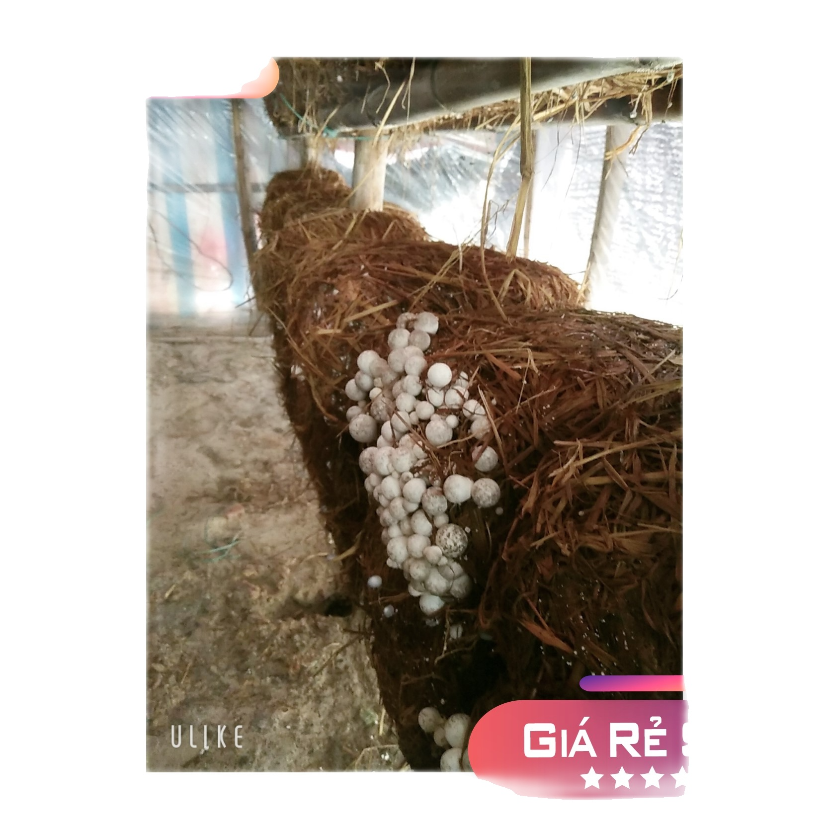 Làm ấm giống nấm rơm