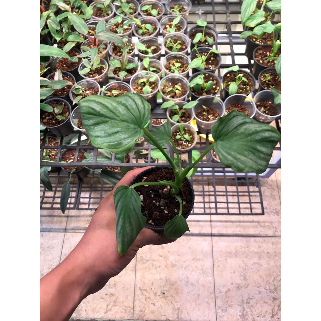 (RẺ  SÀN) Philodendron Mamei Silver Cloud