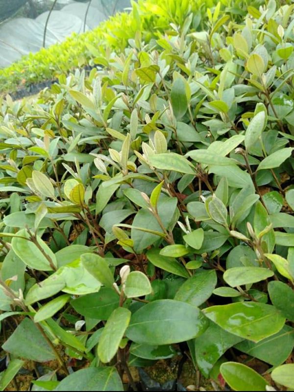Cây sim ăn quả