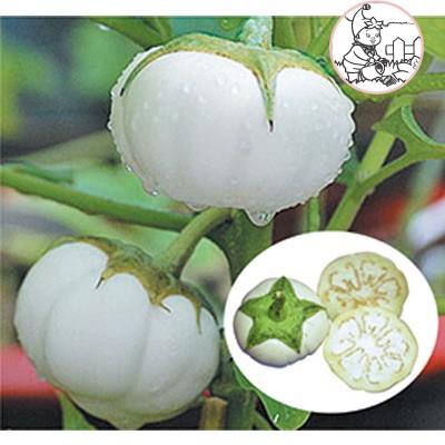HẠT CÀ DĨA TRẮNG - GÓI 1 GRAM