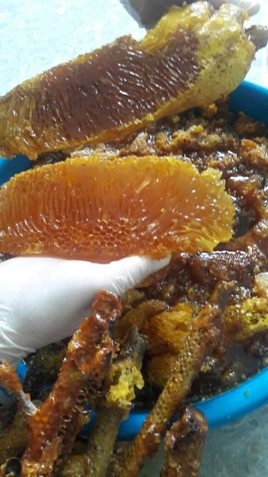 mật ong ruồi nguyên tổ ( r.ừng nguyên sinh Tây Nguyên )