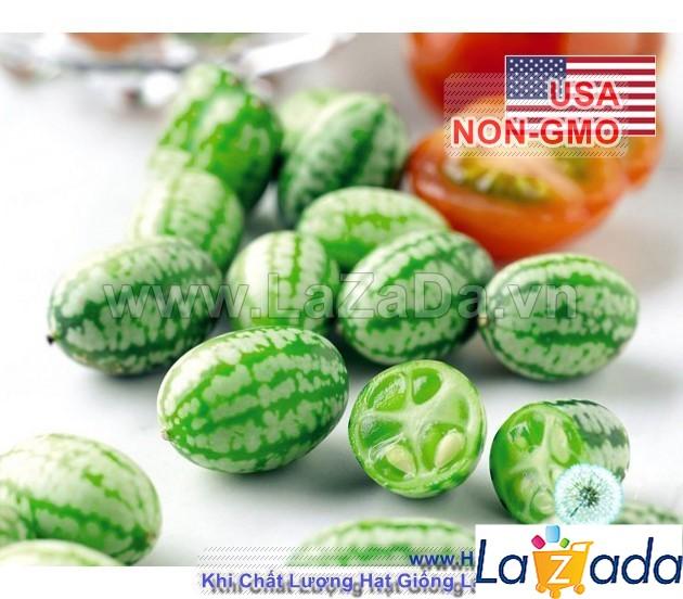 [HCM]BỘ 5GÓI 5h Hạt Giống Dưa Chuột Mini Mexico (B3.402| C5*X52)