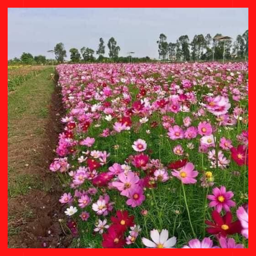 [ FREE SHIP 1kg] Hạt Giống Hoa Sao Nhái Mix Đủ Màu