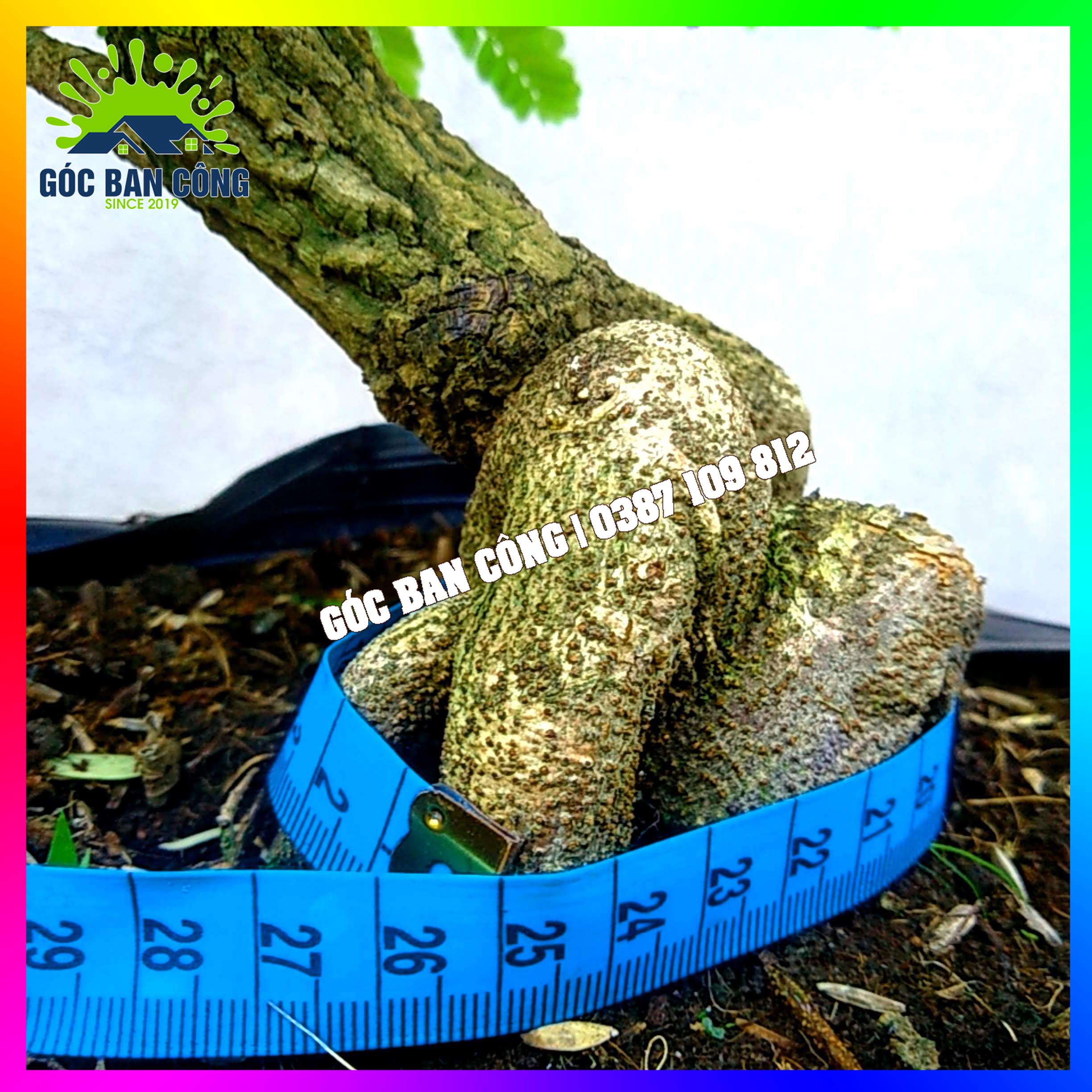 Cây Me Bonsai Mini - MCBS05