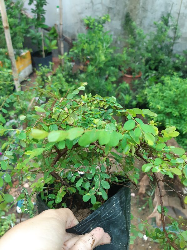 cây sơn liễu giống