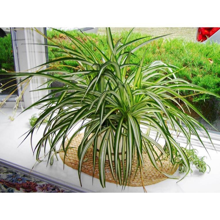 Chậu cây cảnh lan chi đẹp nhà