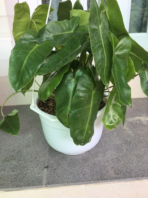 Cây trầu bà tỷ phú