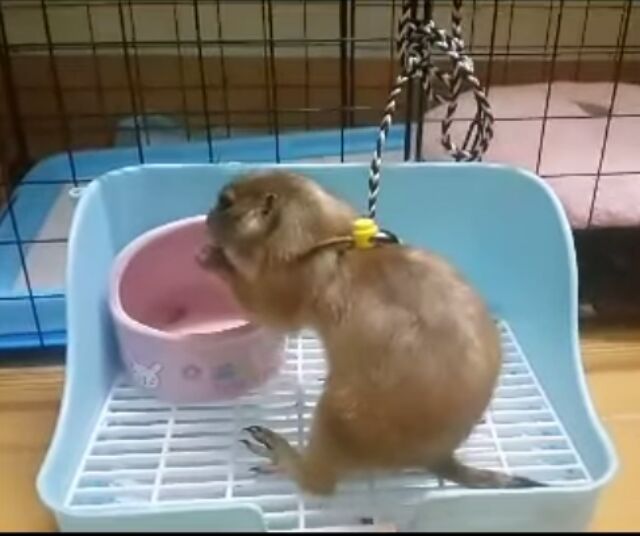 Dây dắt hamter,sóc