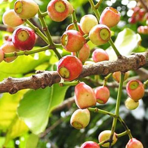 Nụ vối khô [GÓI 500G] Loại thượng hạng