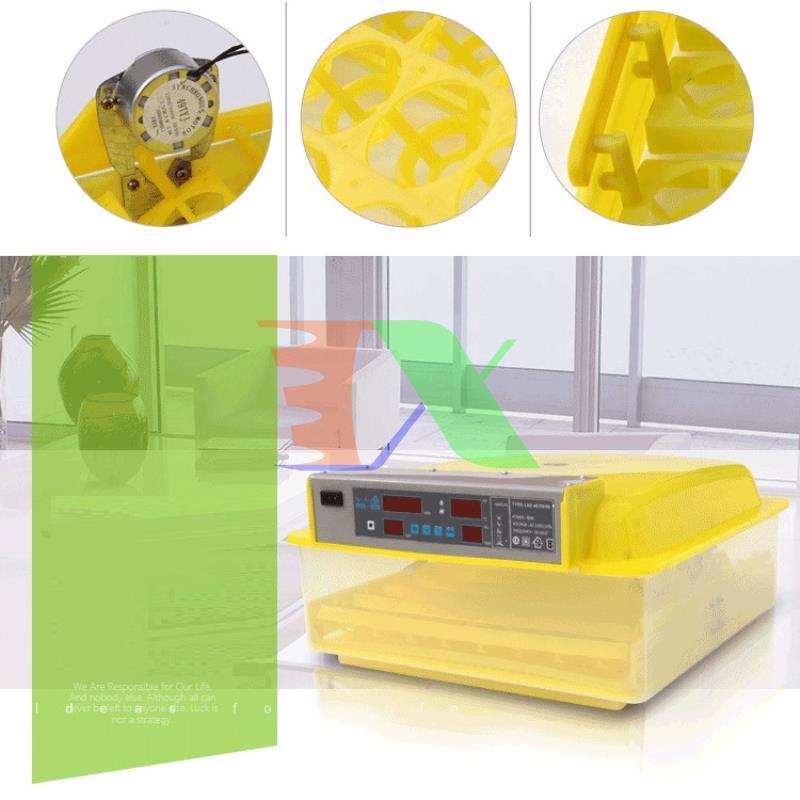 Incubator chicken eggs, duck eggs, Bird, Dove (56)