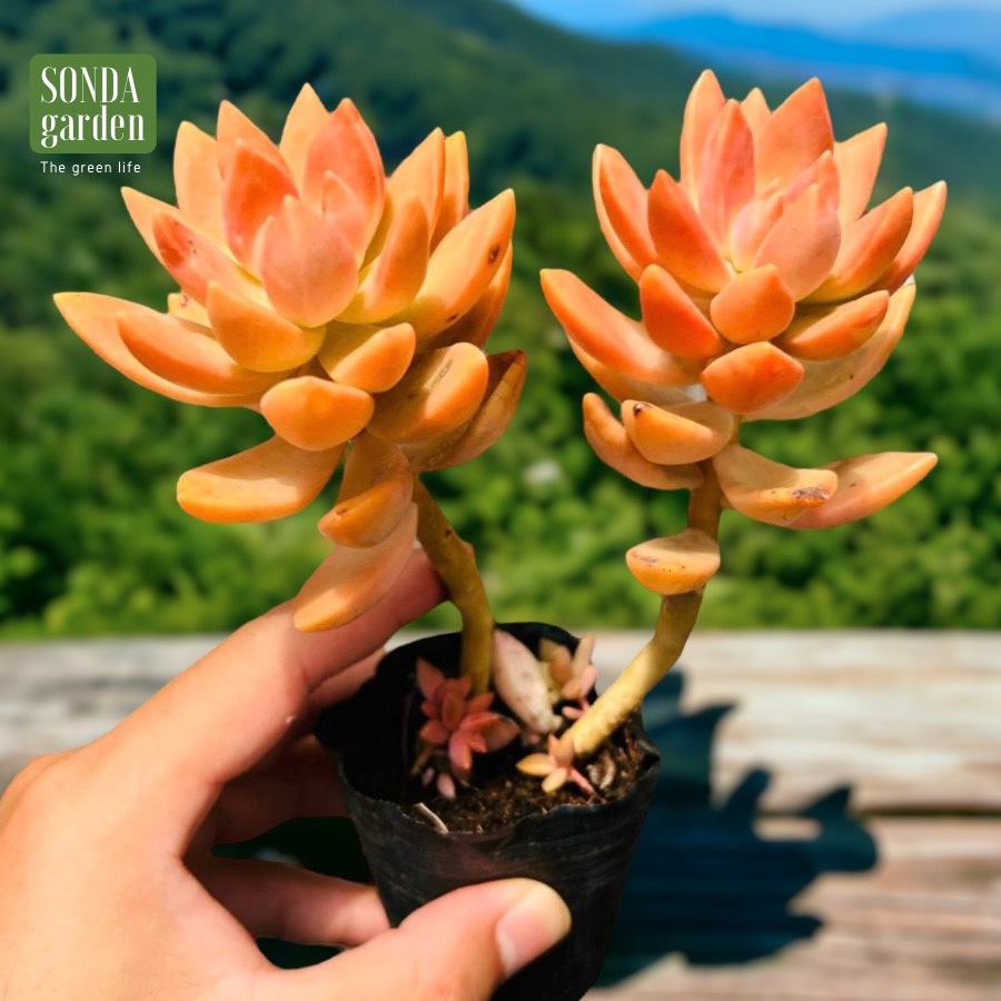 SEN ĐÁ ĐÁ ĐỎ CỔ THỤ SIZE BÉ, LỖI 1 ĐỔI 1