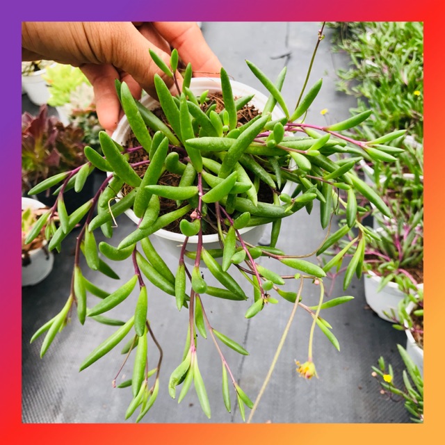 SEN ĐÁ RUBY NECKLACE SIZE TRUNG BÌNH SIÊU KHOẺ LỖI 1 ĐỔI 1