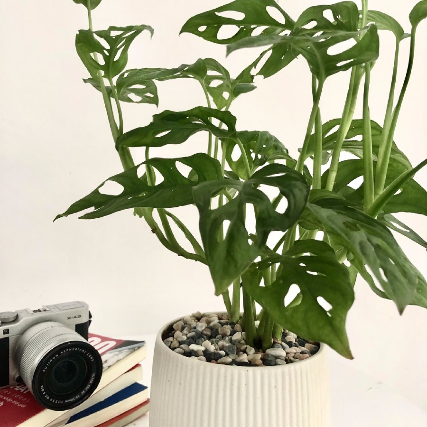 Cây Trầu Bà Lỗ để bàn - Monstera obliqua