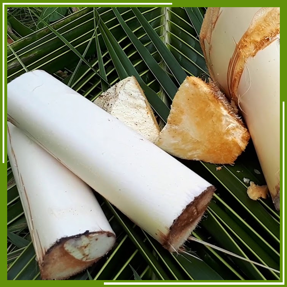 HCM - Củ hủ dừa Bến Tre (500 g) - [Giao nhanh TPHCM]