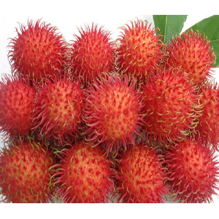 Cây giống chôm chôm nhãn ghép tứ quý
