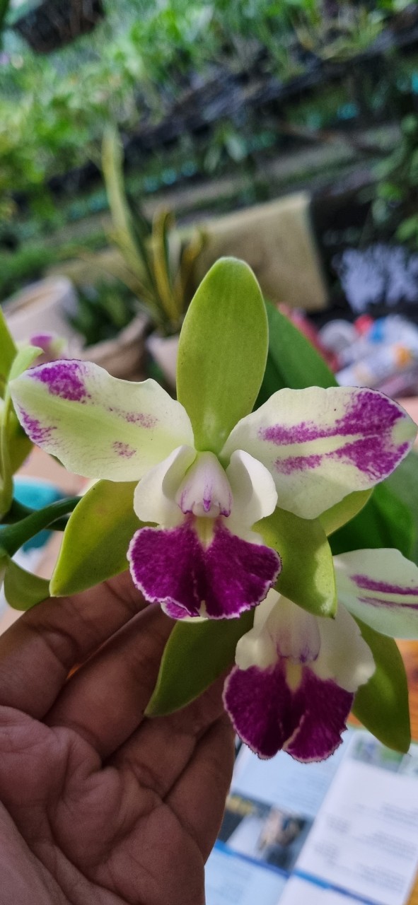 HOA LAN CATT YEN CORONA SIZE CÂY GIỐNG Cao 7-10Cm