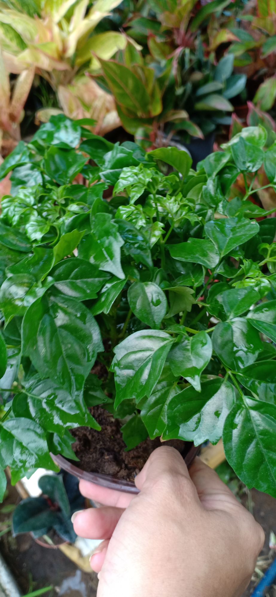 cây lẻ bạn