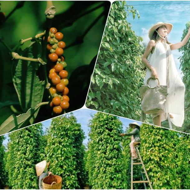 [PHÚ QUỐC] TOUR THAM QUAN BỜ NAM & ĐÔNG ĐẢO