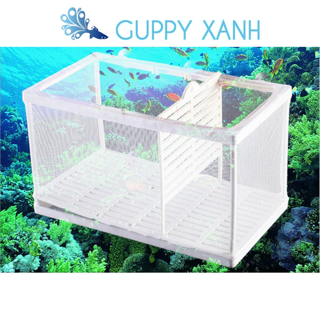 Lồng dưỡng cá giảm stress cá và tách cá bố mẹ - Guppy Xanh lớn 26x15x16 cam kết hàng đúng mô tả chất lượng đảm bảo
