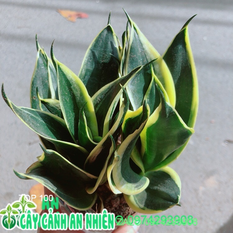[HCM]Lưỡi Hổ Thái Xanh
