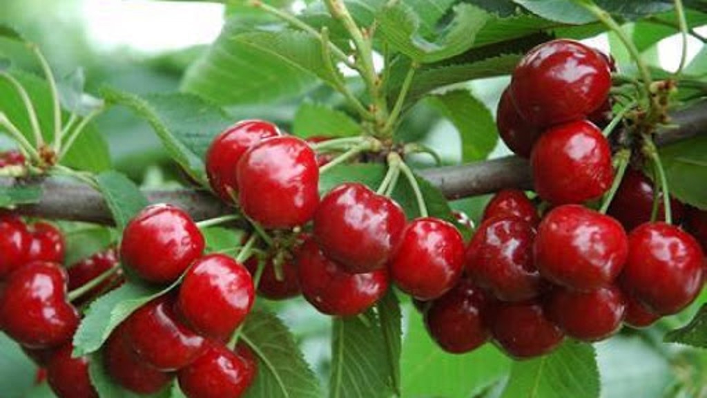 Cây cherry anh đào siêu quả phù hợp mọi khí hậu