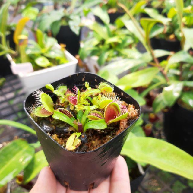 Cây bẫy kẹp cây bắt mồi cây bắt ruồi venus flytrap
