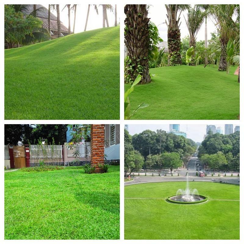 [Mới] - Hạt giống cỏ nhung nhật