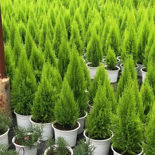 Chậu cây Tùng Thơm phong thủy và làm đẹp nhà cửa cho gia chủ