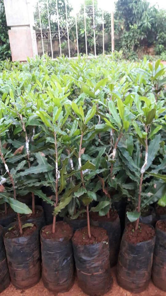 CÂY GIỐNG MẮC CA QN1 (DÒNG MACCA QN1 GIỐNG GHÉP)