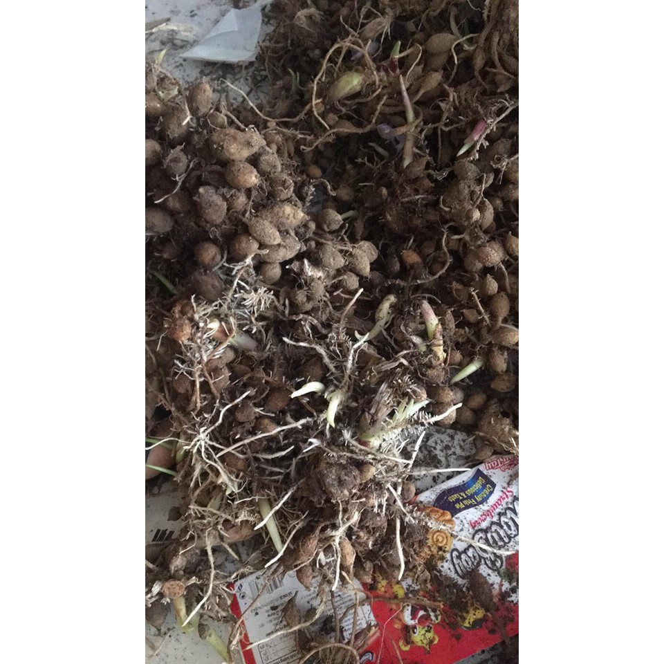 địa lan tam thất nam