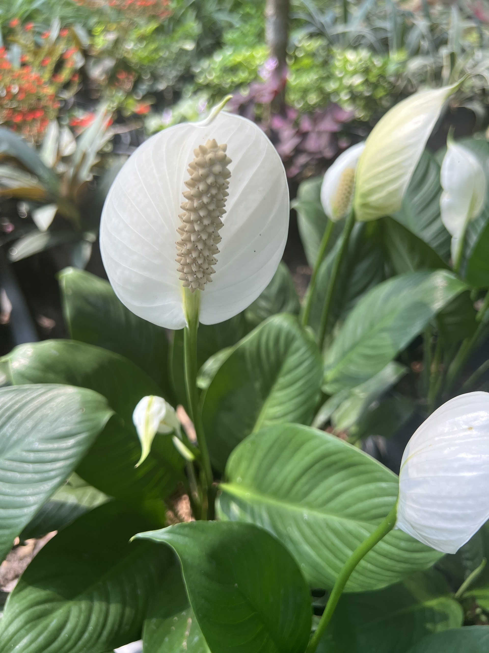 Cây lan Ý (lá bầu như hình)- cây tài lộc