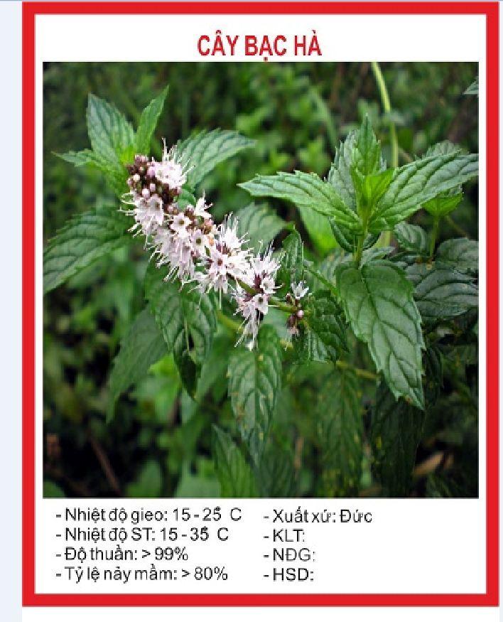 Hạt giống cây Bạc Hà Âu 100 hạt/gói
