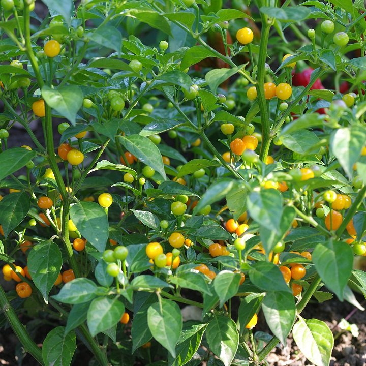 Hạt Giống Ớt Mắc Nhất Thế Giới - ( Ớt Peru Aji Charapita ) - gói 5 hạt