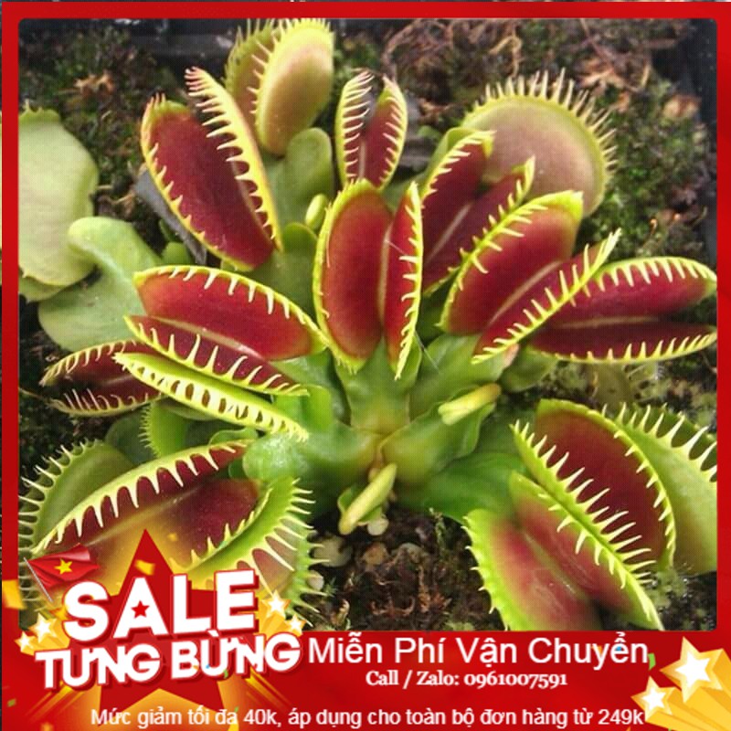 Hạt giống cây bẫy kẹp - 10 hạt