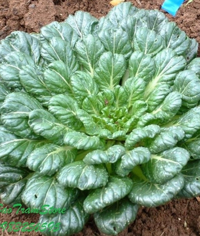 Hạt Cải Hoa Hồng - Gói 2 Gram