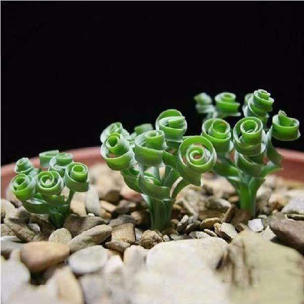 [Mới] - Hạt giống cỏ xoắn ốc  giá rẻ