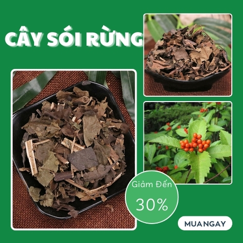 Cây sói rừng sấy khô 500g cao cấp - Hàng công ty 100% thiên nhiên - Chuyên dùng để pha trà