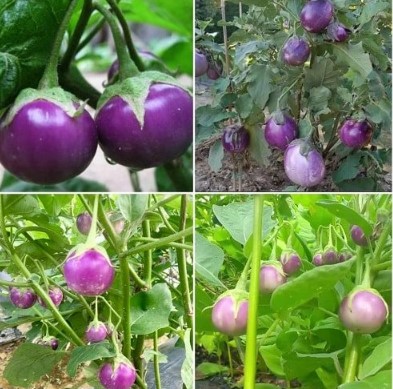 Hạt giống Cà Pháo Tím Rado 73 (0.5g)