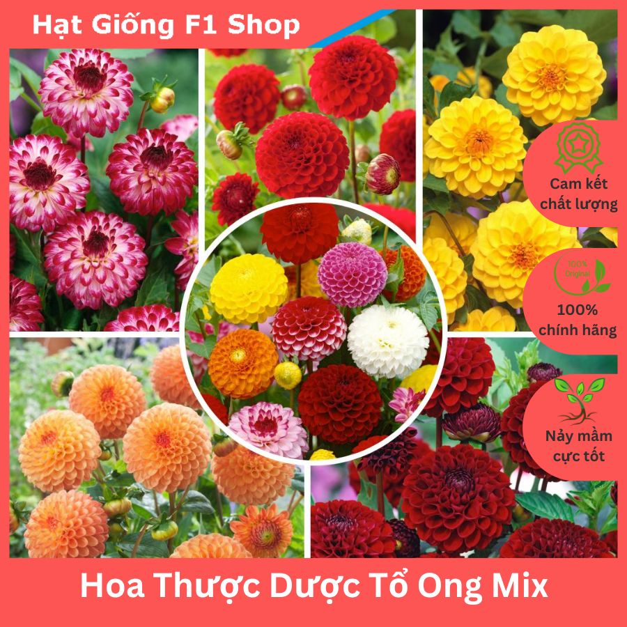 Hạt Giống Hoa Thược Dược Tổ Ong Nhiều Màu Mix Rực Rỡ (050.F1)