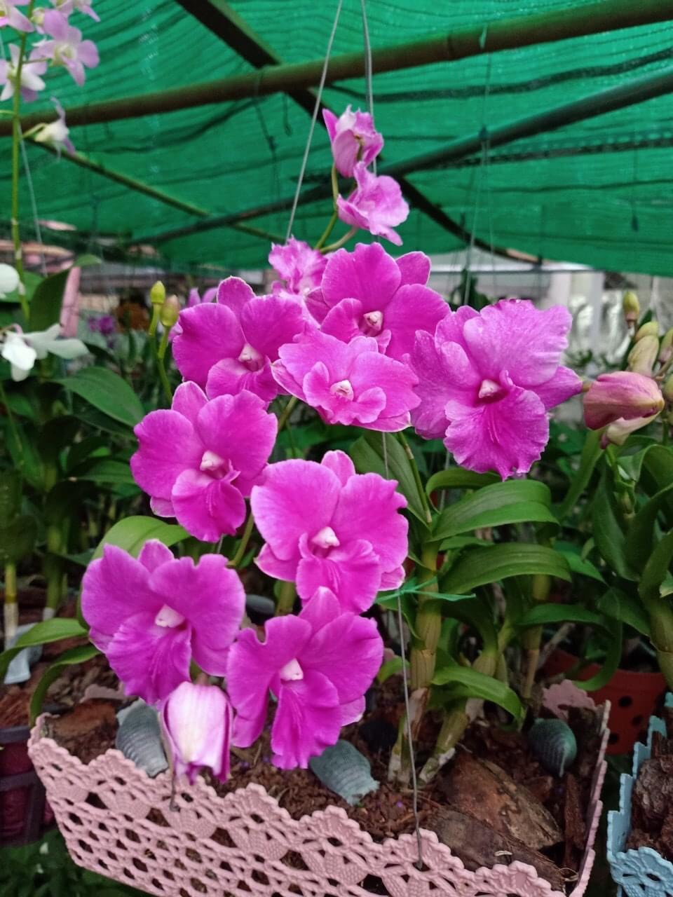 HOA LAN DEN LAI HỒ ĐIỆP 3 LƯỠI