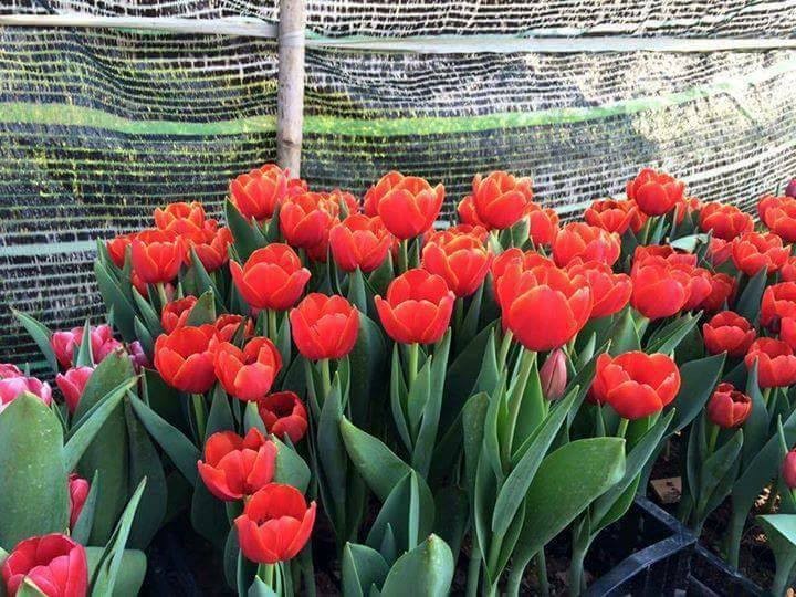 5 củ giống hoa tulip hoa màu đỏ