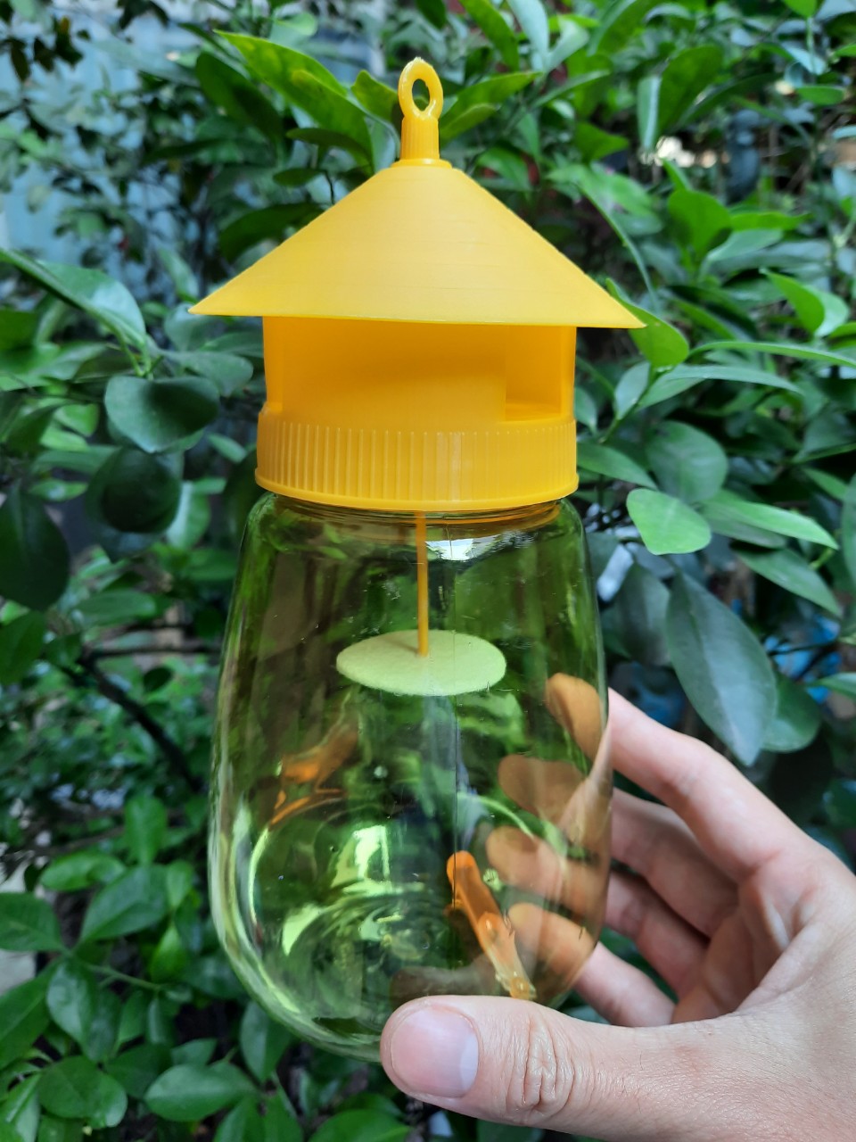 Dụng Cụ Bẫy Ruồi Vàng Hàng chất lượng