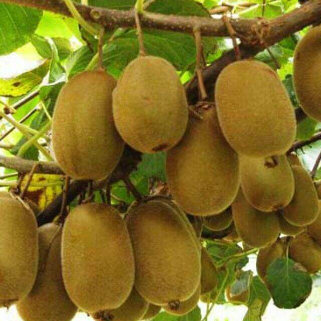Cây kiwi ruột vàng (chuyên cây giống )