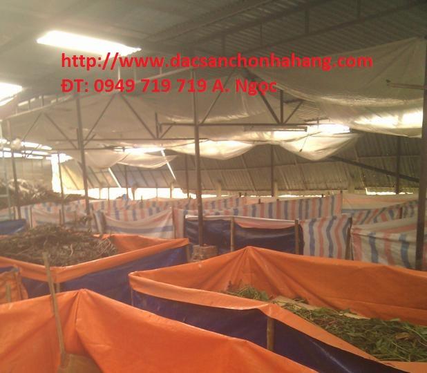 [HCM]Trứng Dế Chó Đen