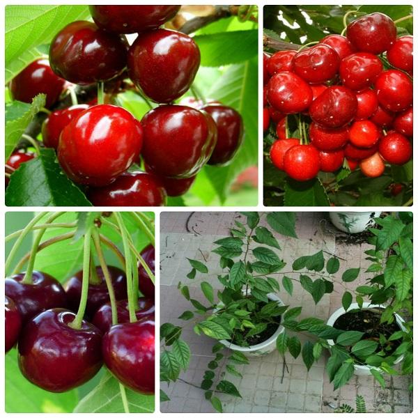 [ SP Mới Về] - Hạt giống cherry