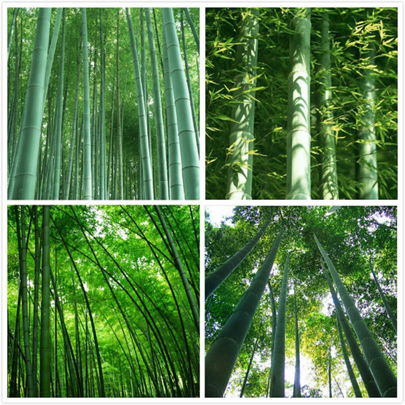 Bluesea 60 Chiếc Hạt Giống Cây Tre Moso Khổng Lồ Phyllostachys Cây Cảnh Trồng Vườn Pubg