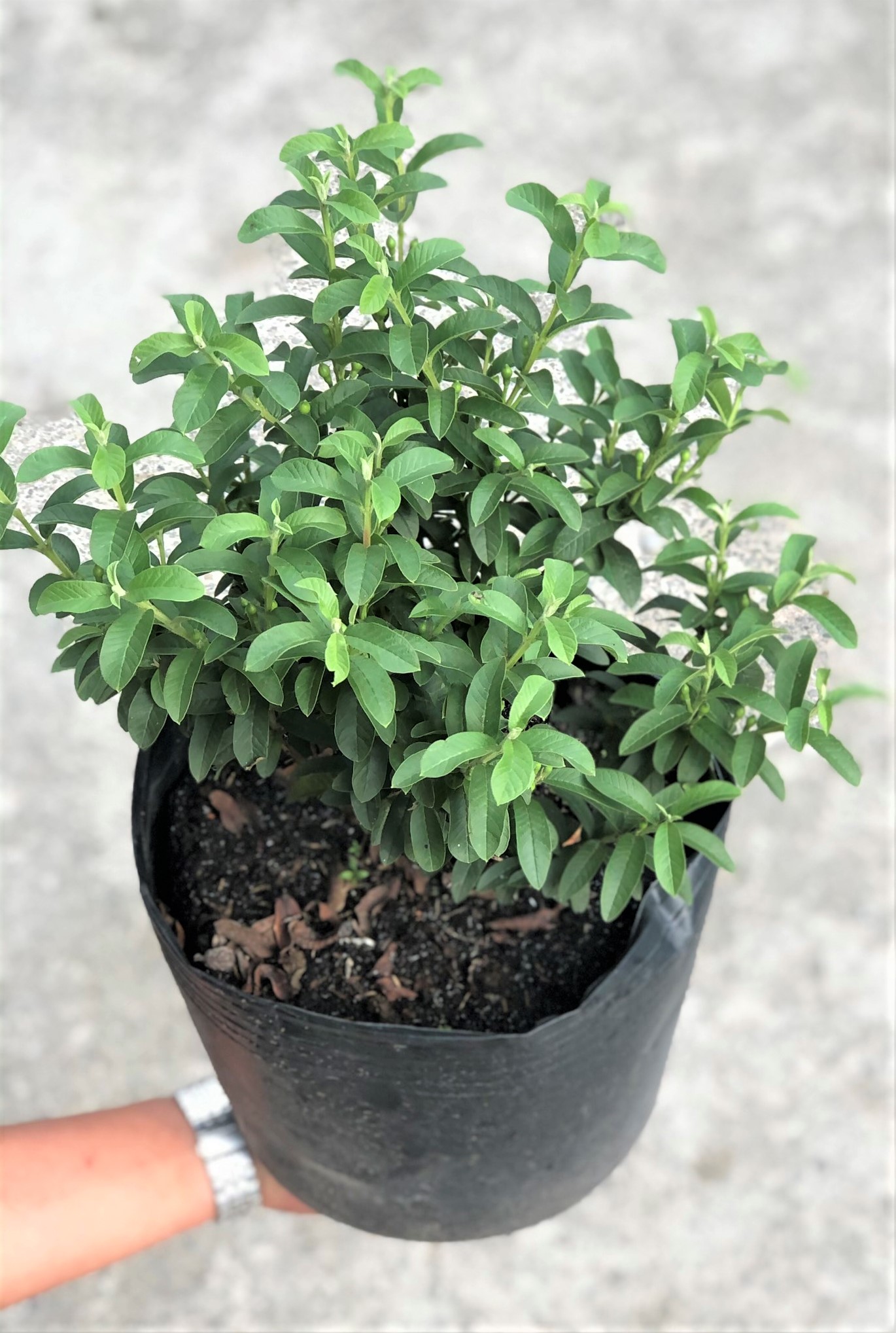 Chậu cây ổi Sẽ (ổi Nhật)