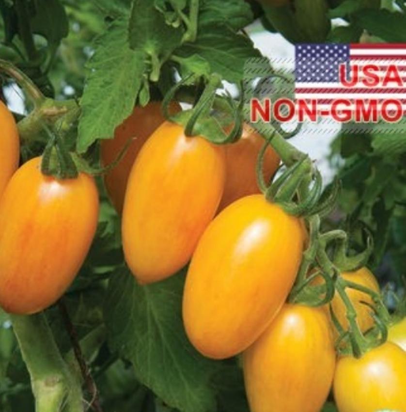 Hạt Giống Cà Chua - Đỏ Mặt (Solanum lycopersicum)
