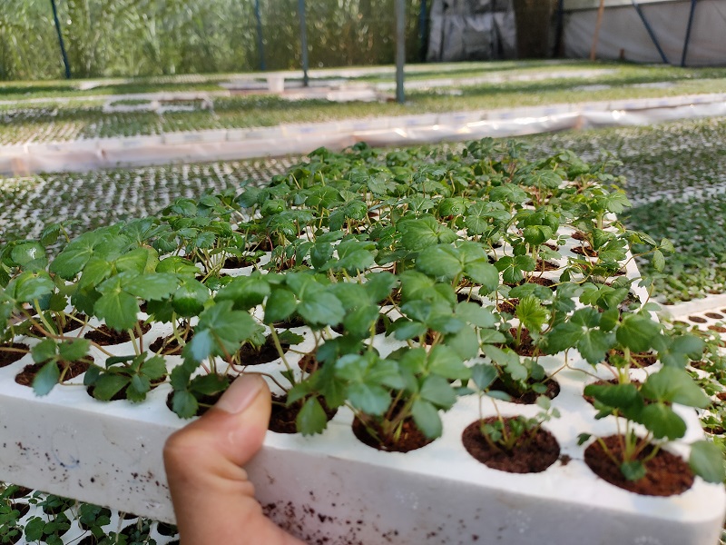 COMBO 6 Cây giống Dâu Tây Hàn Xuất Khẩu
