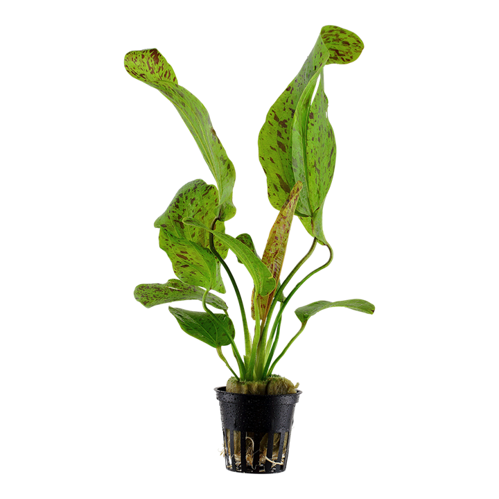 Cây Trầu chấm xanh - Hoàng Đản - Echinodorus Ozelot Green